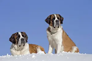 Saint Bernards Prints: Picture No. 10984020