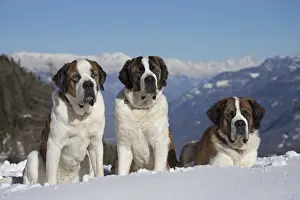 Saint Bernards Prints: Picture No. 10984022
