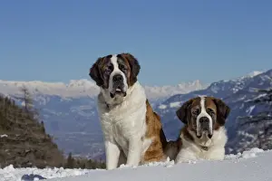 Saint Bernards Prints: Picture No. 10984024