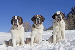 Saint Bernards Prints: Picture No. 10984025