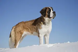 Saint Bernards Prints: Picture No. 10984026