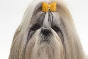 Bows Prints: Picture No. 10984041