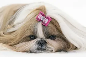 Sleepy Prints: Picture No. 10984056