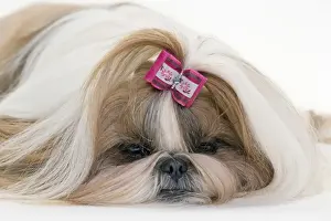 Sleepy Prints: Picture No. 10984057
