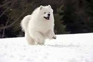 Samoyed Prints: Picture No. 10984071