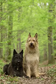 Shepherds Prints: Picture No. 10984112