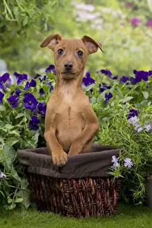 Pinscher Prints: Picture No. 10984162