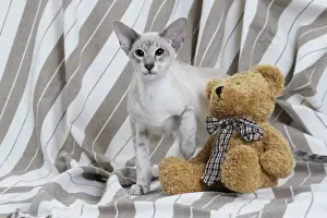 Teddy Bear Prints: Picture No. 10984166