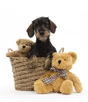 Teddy Bear Prints: Picture No. 10984183