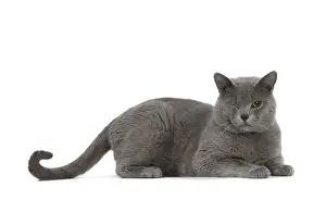 Winking Prints: Picture No. 10984201
