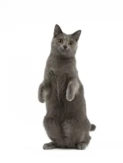 On Back Legs Prints: Picture No. 10984224