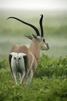Gazelles Prints: Picture No. 10984290