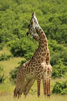 Necks Prints: Picture No. 10984298