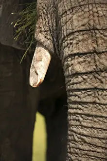 Tusks Prints: Picture No. 10984299