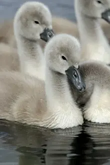 Babys Prints: Picture No. 10984314