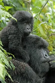 Rwanda Prints: Picture No. 10984325