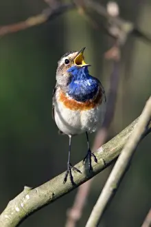 Bluethroat Prints: Picture No. 10984335