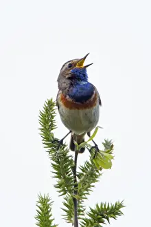 Bluethroat Prints: Picture No. 10984338