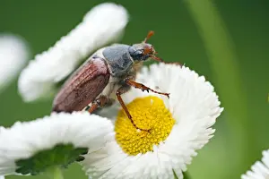 Daisy Prints: Picture No. 10984341