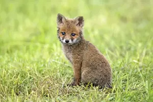 Foxes Prints: Picture No. 10984344