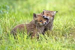 Play Fighting Collection: Picture No. 10984346