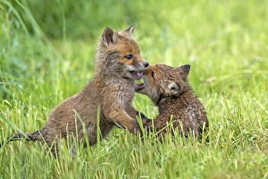 Play Fighting Collection: Picture No. 10984350