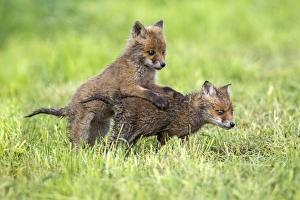 Play Fighting Collection: Picture No. 10984354