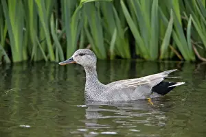 Gadwalls Prints: Picture No. 10984360