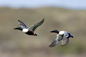 Shoveler Prints: Picture No. 10984403