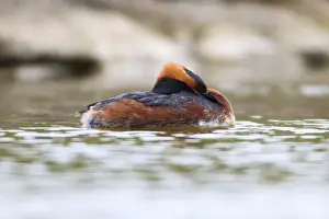 Grebes Prints: Picture No. 10984405