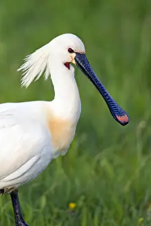 Spoonbill Prints: Picture No. 10984414