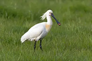 Spoonbill Prints: Picture No. 10984417