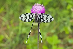 Thistle Prints: Picture No. 10984420