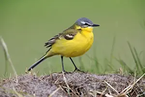 Wagtails Prints: Picture No. 10984425