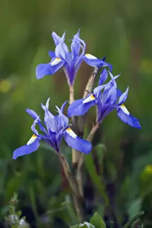 Iris Prints: Picture No. 10984426