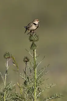 Larks Prints: Picture No. 10984432