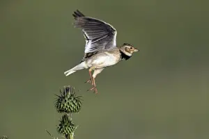 Larks Prints: Picture No. 10984433