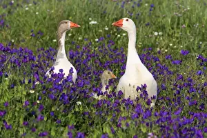 Farm Animal Prints: Picture No. 10984442