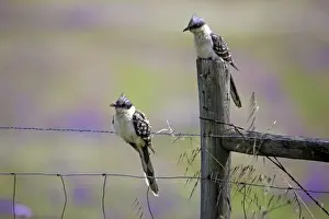 Cuckoos Prints: Picture No. 10984446