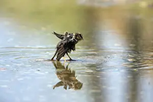 House Sparrows Prints: Picture No. 10984452