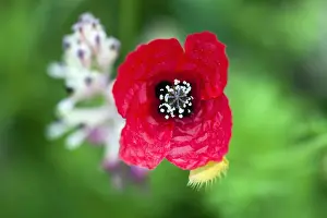 Prickly Prints: Picture No. 10984462