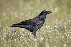 Corvid Prints: Picture No. 10984467