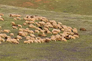 Farm Animal Prints: Picture No. 10984468