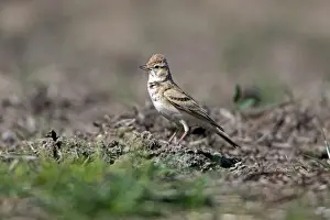 Larks Prints: Picture No. 10984472