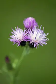 Thistle Prints: Picture No. 10984482