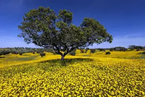 Marigolds Prints: Picture No. 10984493