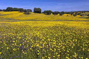 Marigolds Prints: Picture No. 10984494