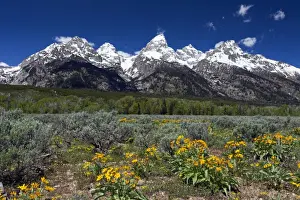 Teton Prints: Picture No. 10984506