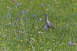 Curlews Prints: Picture No. 10984526