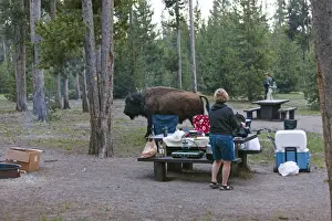 Buffalos Prints: Picture No. 10984538